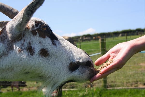 Feeding friendly farm animals
